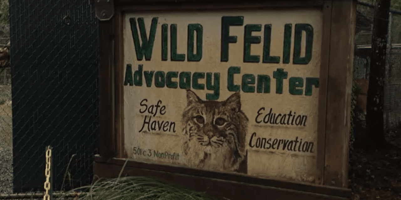 Bird flu wipes out over twenty large cats at sanctuary